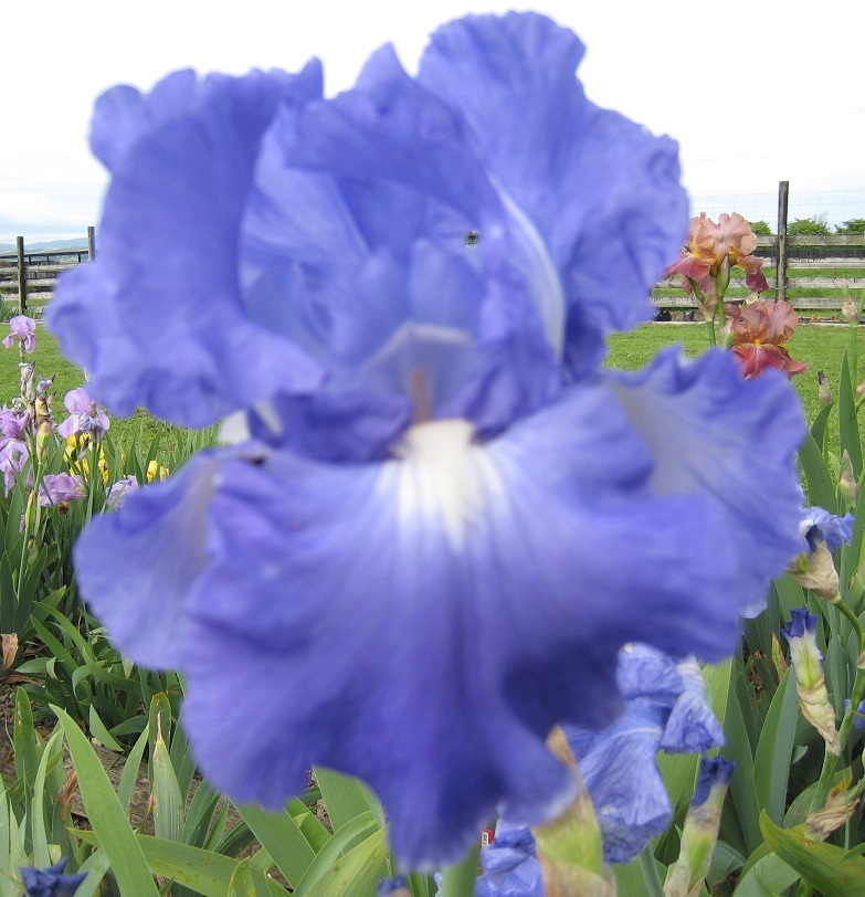 Victoria Falls Tall Bearded Bearded Iris Cottage Irises