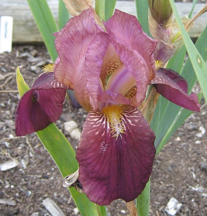 Dauntless Tall Bearded Bearded Iris Cottage Irises