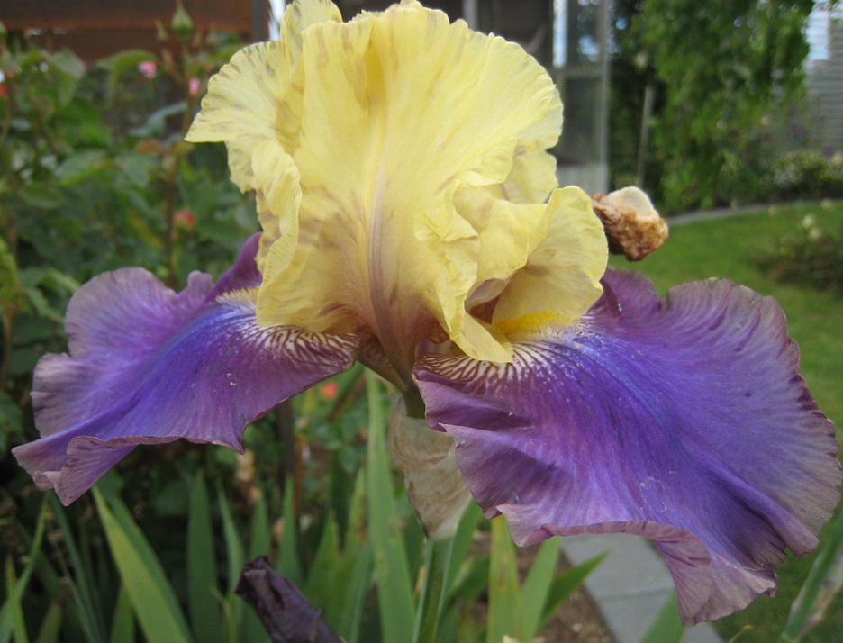 Jurassic Park Cottage Irises
